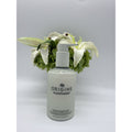 Origins Plantfusion Softening Hand & Body Lotion 6.7oz / 200ml